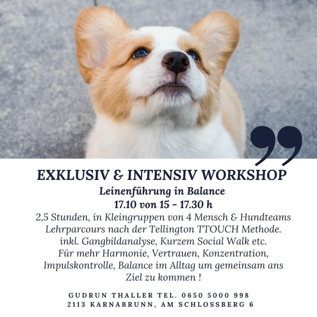 INTENSIV WORKSHOP Leinenführung in Balance