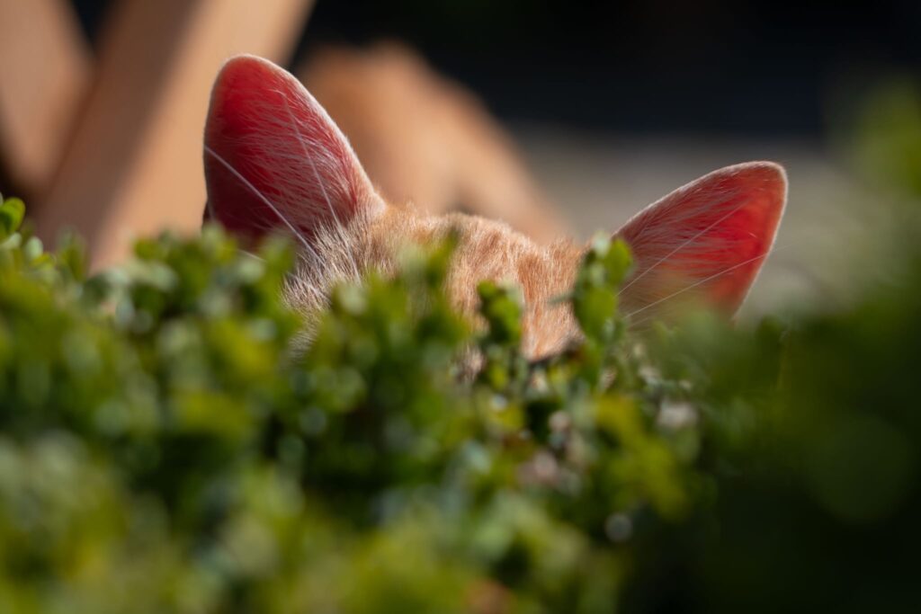 TTOUCH Katze Einzelsession Online