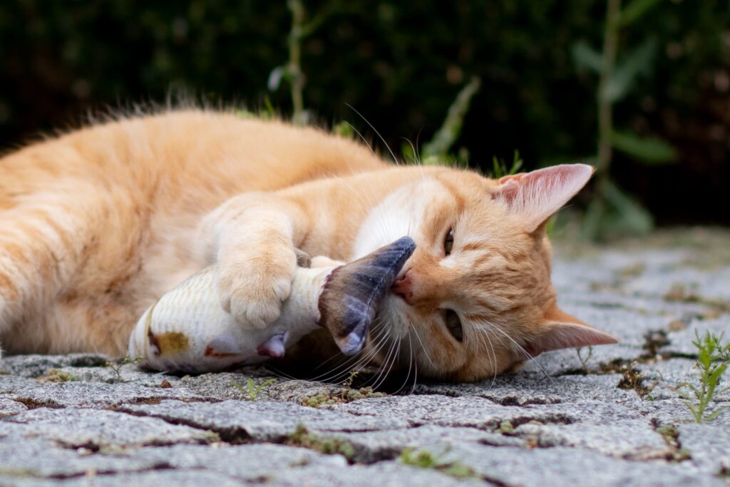 TRUST TECHNIQUE EINZELSESSION KATZE ONLINE
